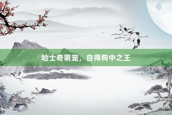 哈士奇萌宠,自得狗中之王